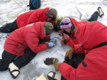 Here, Stacy explains what the earbone of the fish, the otolith, looks like.