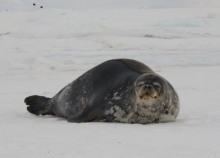 seal at Turtle Rock