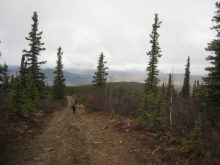 Hiking on Ester Dome