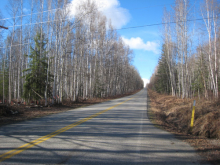 Streets lined with trees