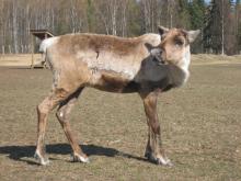 Caribou or reindeer?