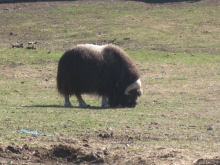 Musk Ox