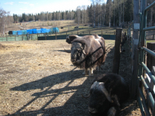 Musk Oxen