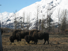 Wood Bison