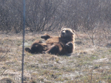 Sit-ups for a brown bear?