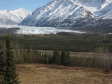 Moose and Matanuska glacier