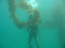 Who is tying the kelp into knots?