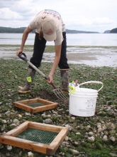 Julie and her clams.  Photo by: Jim Gibson