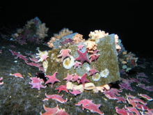 seafloor in McMurdo Sound