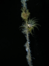 larvae on a floater