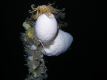 sponges, crynoids, hydroids and bryozoans 