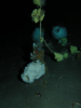 critters on the floater on the seafloor