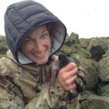 Auklet chick