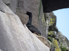 Pelagic Cormorant