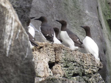 Common Murre