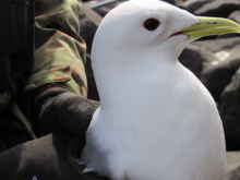 Captured kittiwake