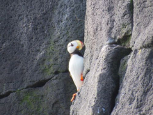 Horned puffin