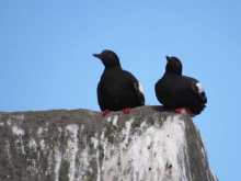 Pigeon guillemots