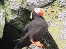 Tufted puffin