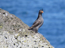 Crested Auklet