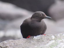 Pigeon guillemot