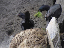 Cormorants