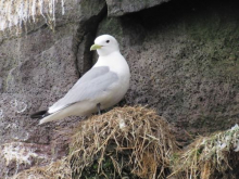 Black-legged kittiwakes