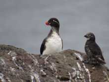 Parakeet Auklet