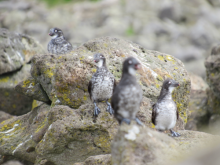 Least Auklets