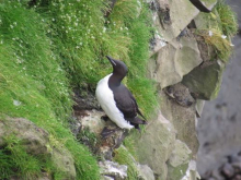 Thick-billed murre