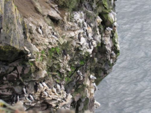 View of birds on cliff