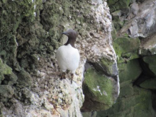 Common murre