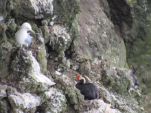 Seabird trio