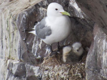 Close-up of chicks