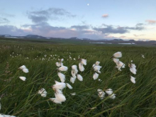 Arctic Cottongrass