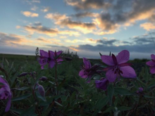 Pink Arctic flowers