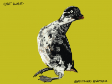 Least Auklet