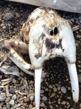 Walrus Skull