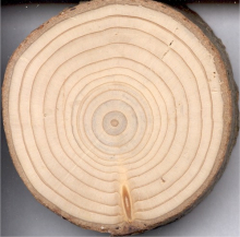 Tree rings