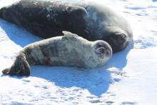 Bridget Ward's Expedition Photos from McMurdo Station, Antarctica