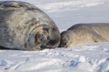 Mom and pup sleeping on a warm sunny day