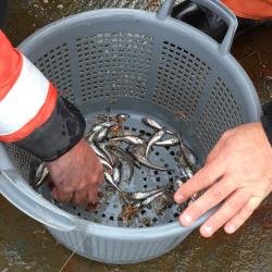 Arctic cod that were caught in the mid-water trawl net. Aboard the R/V Sikuliaq in the Beaufort Sea. Photo by Lisa Seff (PolarTREC 2017), Courtesy of ARCUS.