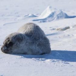 Baby Weddell seal playing in the snow