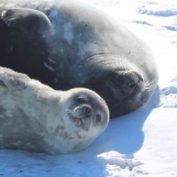 What are you doing? Baby seal