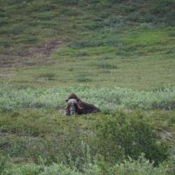 Muskox