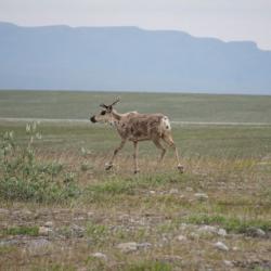 Caribou at Imnavait