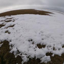 Snowy Tundra