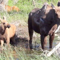 Moose and babies