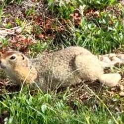 Ground Squirrel