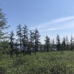 Larch Boreal Forest